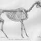 Hipparion gracile skeleton, a horse of the Miocene.