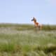 Kiowa National Grasslands