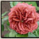 Brown Rose - Brown Velvet