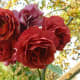 Brown Rose - Brown Velvet Garden Addiction