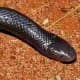 The Stiletto Snake