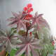 castor plant - Ricinus communis