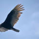 The Turkey Vulture soars with wing tips pulled upward, creating a &quot;cupped&quot; shape
