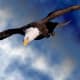 The Bald Eagle soars with wings flat