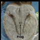 The Under-hoof.  Identifying the Frog (looks like an owl)