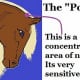 The Poll