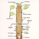 internal-structure-of-root