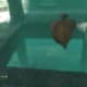 Archaeology 101 - Gameplay 05: Far Cry 3 Relic 42, Shark 12.