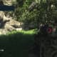Archaeology 101 - Gameplay 02: Far Cry 3 Relic 69, Boar 9.
