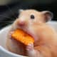 how-to-get-your-hamster-to-try-new-foods