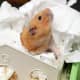 how-to-get-your-hamster-to-try-new-foods