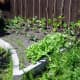 Raised vegetable plot backfilled with soil, planted up with a mix of summer and winter crop vegetables.