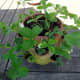 Strawberry pot planted up.