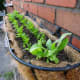Hanging basket growing carrots