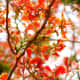 flame-of-the-forest-delonia-regia-the-gulmohar-tree