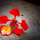 flame-of-the-forest-delonia-regia-the-gulmohar-tree