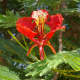 flame-of-the-forest-delonia-regia-the-gulmohar-tree