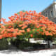 flame-of-the-forest-delonia-regia-the-gulmohar-tree