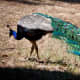 Peacocks in Lokrum island