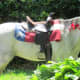 Horseback riding for all the guests was available, especially the young ones who were excited to have this experience.