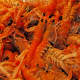 Prawns