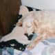 Even though the stuffing is out of her bone, she still slept with it and carried it all over the house. See below for details on this item.
