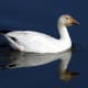 Lesser Snow Goose (Chen caerulescens) - By Adrian Pingstone, [Public domain], via Wikimedia Commons