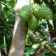 Annona muricata tree with fruits.