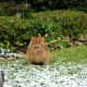 Skippy in our backyard