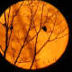 Full moon on Halloween