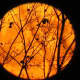 Full moon on Halloween