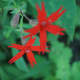 Fire Pink Wildflower Moses Cone Park - Blowing Rock, North Carolina