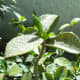 cherry-mobile-titan-tv-s320-review