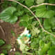  Arbre de mauvaises herbes qui a encore le poison intact. Celui-ci et un autre étaient protégés par un buisson de lilas que je ne détruis pas.