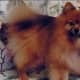 Who could hurt a little dog like this?