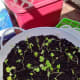 Transplanted cilantro seedlings.