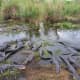 Alligators in Everglades