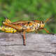 Eastern Lubber Grasshopper photo taken at Anhinga Trail, Everglades National Park, Florida, USA