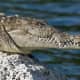 American Crocodile at Biscayne National Park, Florida, USA 