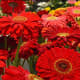 Flower Festivities 2019