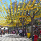 Flower Festivities 2019