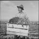 Tule Lake Relocation Center, Newell, California. An evacuee is shown with a crate of spinach. his smile seems to show that he is proud of the high quality of this crop. 8 September 1942