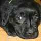 Labrador Retriever puppy