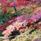 Tamozawa's maples in fall.