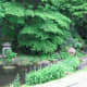 The small lake and stream, Tamozawa villa.