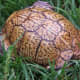 what-you-should-know-about-eastern-box-turtles