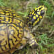 what-you-should-know-about-eastern-box-turtles
