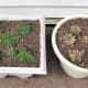 My older daughter's new transplants; Hens and Chicks and a creeping thyme.
