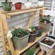 My older daughter salvaged a broken shelf from work, sawing off the broken portions to make a tiered holder for her sister's pots.