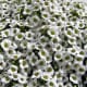 These alyssium have such a wonderful scent!